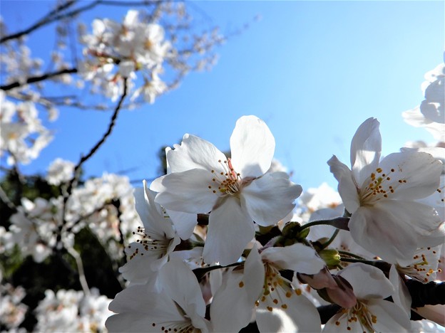 写真: 桜（加納緑地公園） (5)