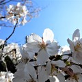 写真: 桜（加納緑地公園） (5)