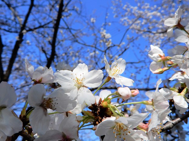 写真: 桜（加納緑地公園） (6)