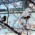 桜と椋鳥（恩智川畔）