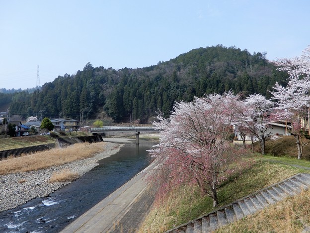 写真: R162から上桂川右岸の桜