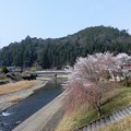 写真: R162から上桂川右岸の桜