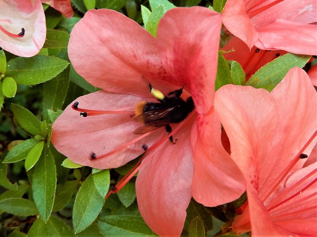 写真: 庭のツツジに蜂が来て