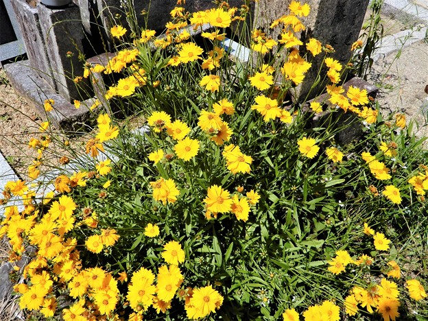 写真: 墓地で見かけた花・オオキンケイギク