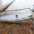 写真: メガネの内側にとまったコガネムシ (1)