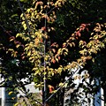 写真: 秋の色