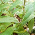 写真: ルリタテハの幼虫 (3)