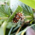 写真: ルリタテハの幼虫 (4)