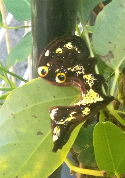 写真: アケビコノハの幼虫
