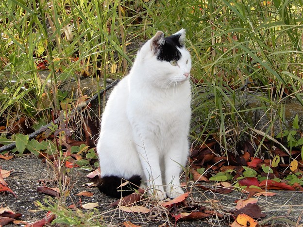 写真: 恩智川べの猫 (3)・白黒猫（オハグロ）