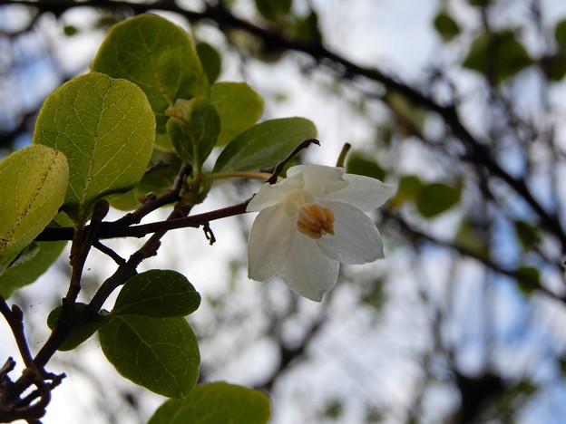写真: ときじくに咲くエゴノキの花 (1)