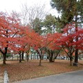奈良公園の紅葉 (1)