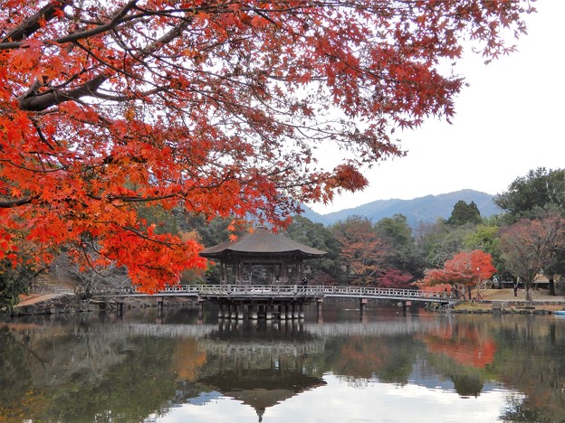 奈良公園の紅葉 (2)