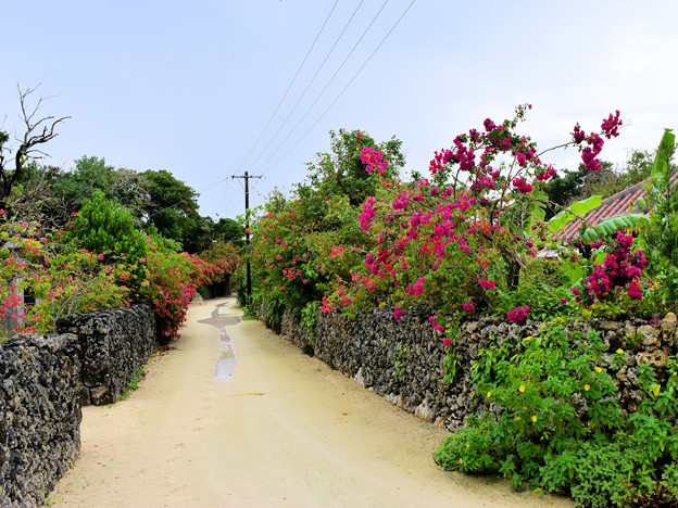 写真: 竹富島・サンゴの石垣とブーゲンビリア