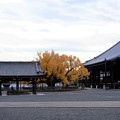 Photos: 西本願寺 (3)・大銀杏と御影堂
