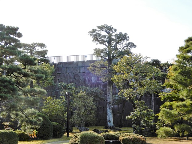 写真: 二条城 (12)・本丸庭園から天守台を望む