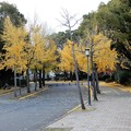 写真: 大阪城公園の銀杏