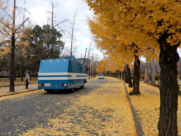 写真: 大阪城公園の銀杏並木の道を警察車両が続々と (2)