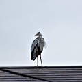 写真: 屋根の上の鷺 (1)