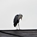 写真: 屋根の上の鷺 (4)