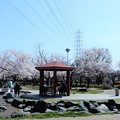 Photos: 花園中央公園の桜 (1)