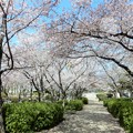 Photos: 花園中央公園の桜 (2)