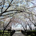 Photos: 花園中央公園の桜 (3)