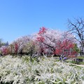 写真: 大阪城の桃園 (4)