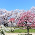 大阪城の桃園 (5)