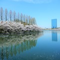 写真: 大阪城公園の桜 (2)