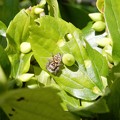 写真: エノキの虫こぶ（エノキハトガリタマフシ）とマミジロハエトリグモ
