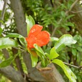 写真: ザクロの花 (1)