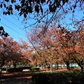 写真: 花園中央公園桜広場の紅葉 (2)