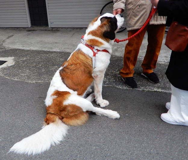 写真: 石切神社参道で見かけた犬
