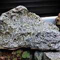 写真: 庭の片隅の石 (1)
