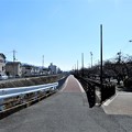 Photos: 長門川と桜並木