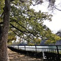 写真: 大阪城公園・堀端のクスノキ (1)
