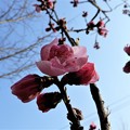Photos: 大阪城公園の桃 (4)