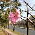 Photos: 大阪城公園の桃 (6)