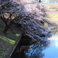 写真: 10田安門の前の橋から堀の桜を見る (1)