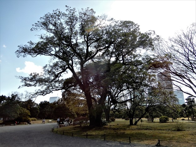 写真: 27浜離宮庭園 (4)・タブノキの巨木