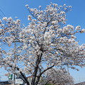 長門川沿いの桜 (2)