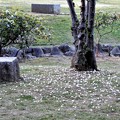 Photos: 花園中央公園のエゴノキの落花
