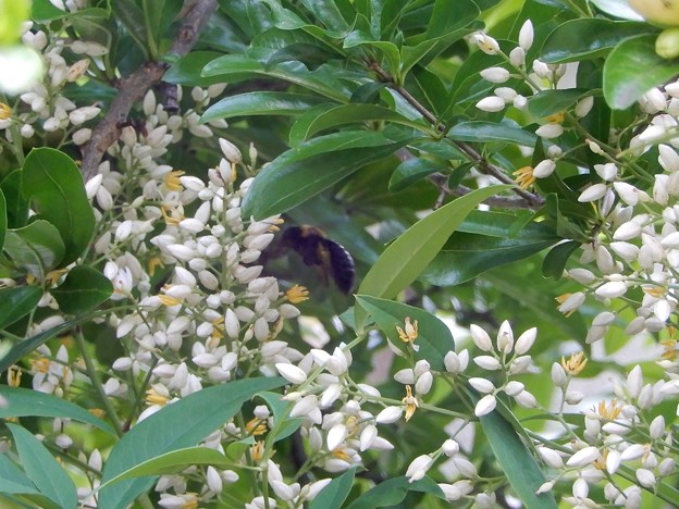 ナンテンの花とクマバチ (1)