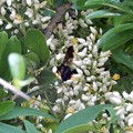 ナンテンの花とクマバチ (2)