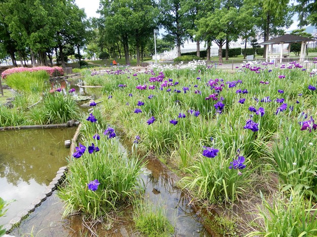 花園中央公園・菖蒲の池