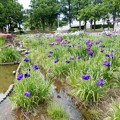 Photos: 花園中央公園・菖蒲の池