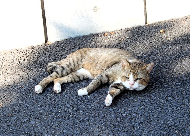 17行田市駅近くの中央児童公園にいた猫
