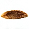 写真: ハシドイの種子 (1)
