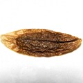 写真: ハシドイの種子 (2)